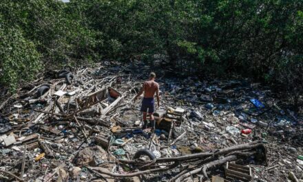 El programa brasileño para rastrear el ganado será vital para combatir la deforestación