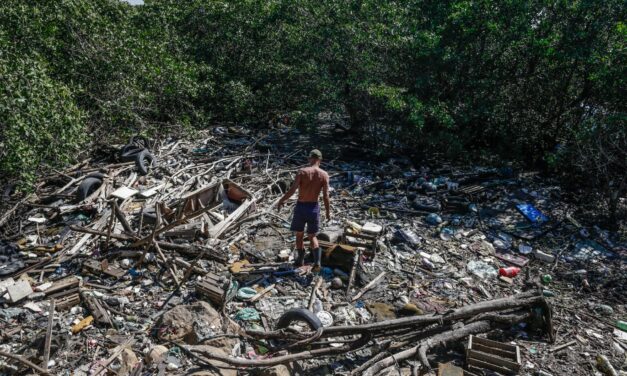 El programa brasileño para rastrear el ganado será vital para combatir la deforestación