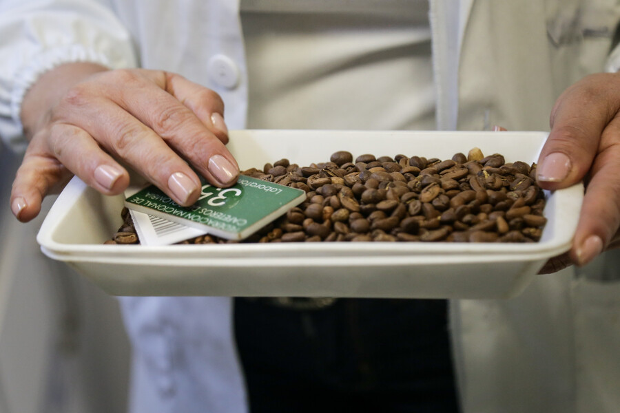Producción de café en julio fue la más alta en 10 años para ese mes
