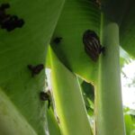 Corantioquia alerta por caracol africano en el Norte de Antioquia