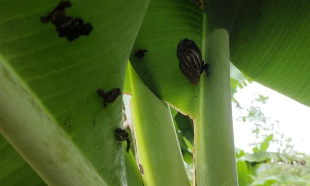 Corantioquia alerta por caracol africano en el Norte de Antioquia