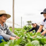 Banco Agrario lidera colocación de créditos agropecuarios en Colombia