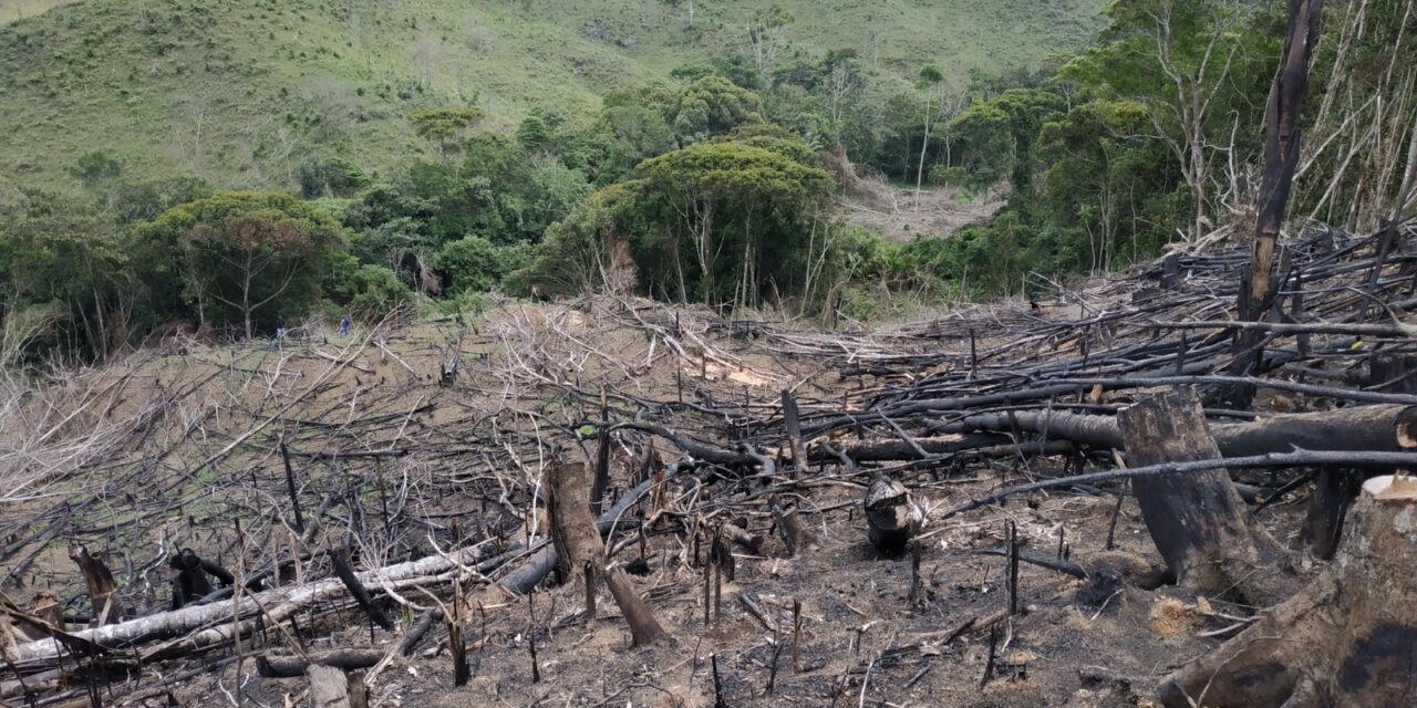 Corantioquia reduce en un 15 % la deforestación en su jurisdicción, mientras el país registra aumento