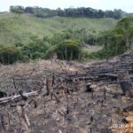Corantioquia reduce en un 15 % la deforestación en su jurisdicción, mientras el país registra aumento