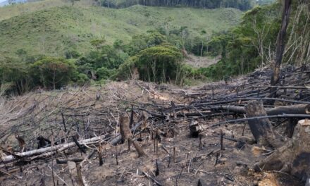 Corantioquia reduce en un 15 % la deforestación en su jurisdicción, mientras el país registra aumento