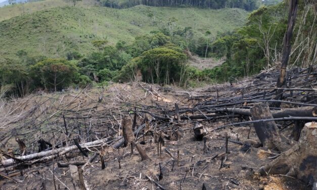 Corantioquia reduce en un 15 % la deforestación en su jurisdicción, mientras el país registra aumento
