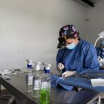 Rionegro llevará jornadas gratuitas de esterilización de perros y gatos a los barrios