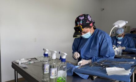 Rionegro llevará jornadas gratuitas de esterilización de perros y gatos a los barrios