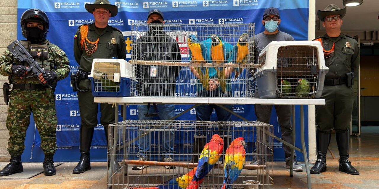 Así rescataron a siete guacamayas y dos loras del cautiverio