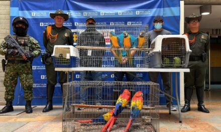 Así rescataron a siete guacamayas y dos loras del cautiverio