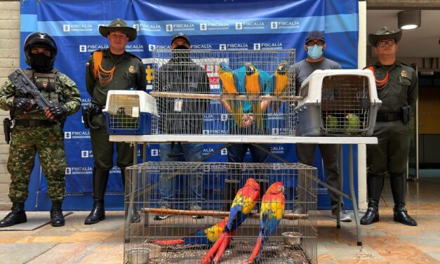Así rescataron a siete guacamayas y dos loras del cautiverio