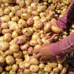 14 jornadas de alivios financieros para productores de papa