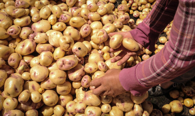 14 jornadas de alivios financieros para productores de papa