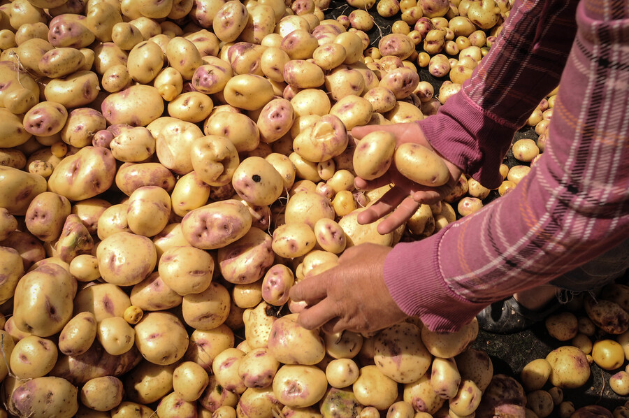 14 jornadas de alivios financieros para productores de papa