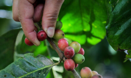 Cafeteros baten récord en exportaciones de café en los últimos 12 meses
