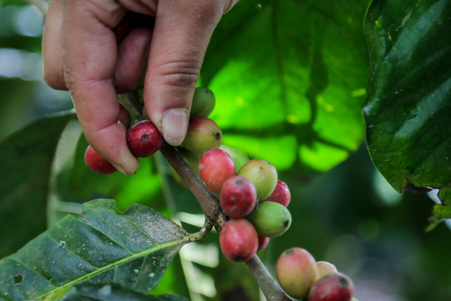 Cafeteros baten récord en exportaciones de café en los últimos 12 meses