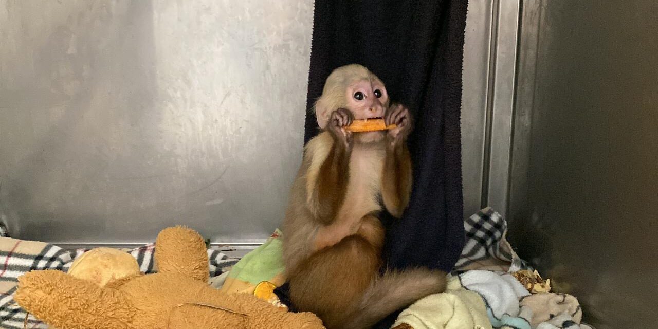 Rescatan dos monos en el Valle de Aburrá. A uno de los animales lo drogaban