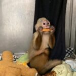 Rescatan dos monos en el Valle de Aburrá. A uno de los animales lo drogaban