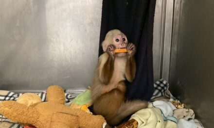 Rescatan dos monos en el Valle de Aburrá. A uno de los animales lo drogaban