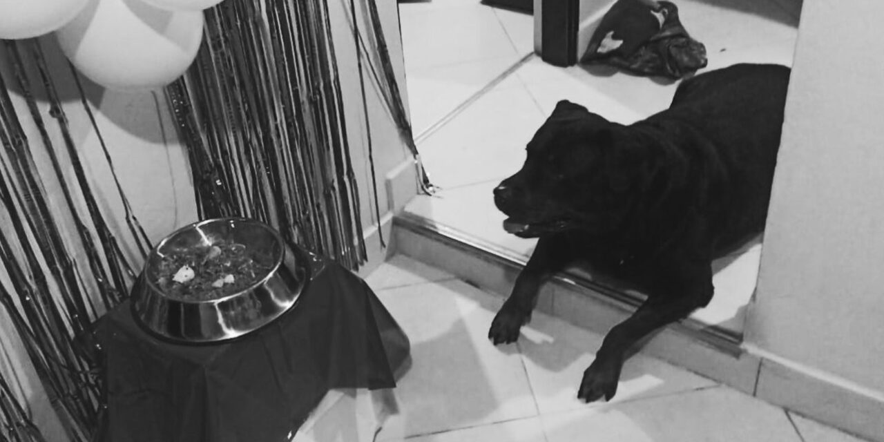 Una veterinaria y falso veterinario operaron a un perro en Medellín y este murió. Ahora enfrenta cargos por maltrato animal