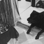 Una veterinaria y falso veterinario operaron a un perro en Medellín y este murió. Ahora enfrenta cargos por maltrato animal