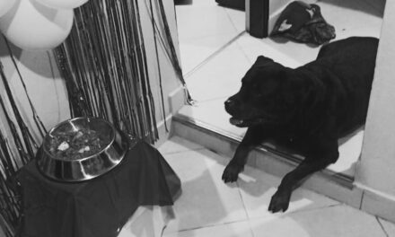 Una veterinaria y falso veterinario operaron a un perro en Medellín y este murió. Ahora enfrenta cargos por maltrato animal