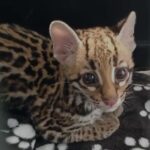 Una cría de ocelote lucha por regresar al bosque tras ser separada de su madre