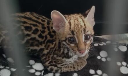 Una cría de ocelote lucha por regresar al bosque tras ser separada de su madre