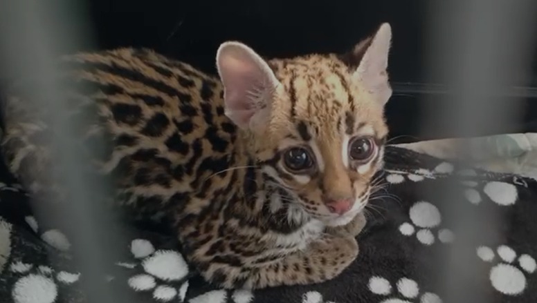 Una cría de ocelote lucha por regresar al bosque tras ser separada de su madre