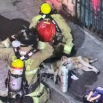 Bomberos rescatan a un perro de un incendio en el centro de Medellín