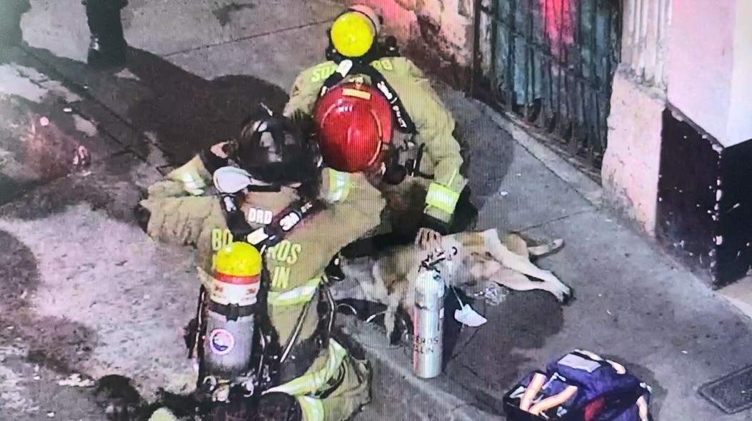 Bomberos rescatan a un perro de un incendio en el centro de Medellín