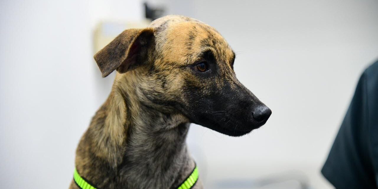 Judicializan al hombre que agredió brutalmente al perrito “Bizcocho”