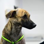 Judicializan al hombre que agredió brutalmente al perrito “Bizcocho”