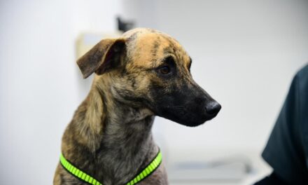 Judicializan al hombre que agredió brutalmente al perrito “Bizcocho”