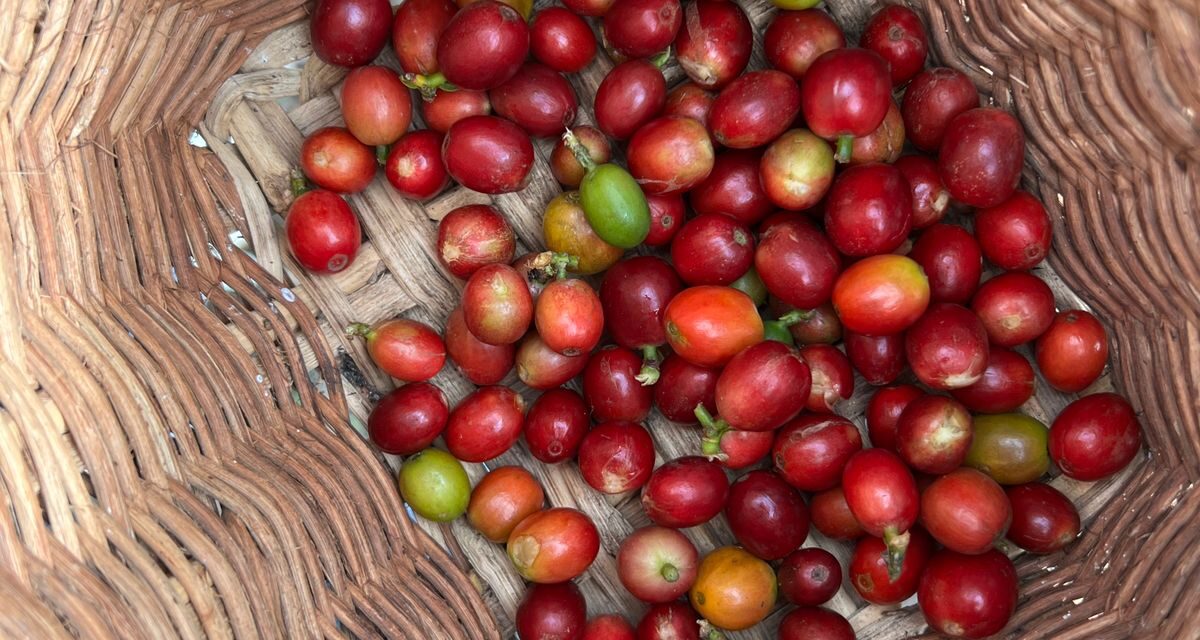 Federación de Cafeteros inaugura el tercer Centro de Industrialización Regional de Café en Santander