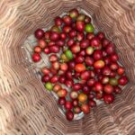 Federación de Cafeteros inaugura el tercer Centro de Industrialización Regional de Café en Santander