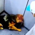 ¿Otra vez? Investigan presunto caso de maltrato animal en urbanización de La Estrella, Antioquia