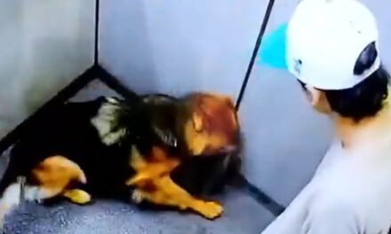 ¿Otra vez? Investigan presunto caso de maltrato animal en urbanización de La Estrella, Antioquia