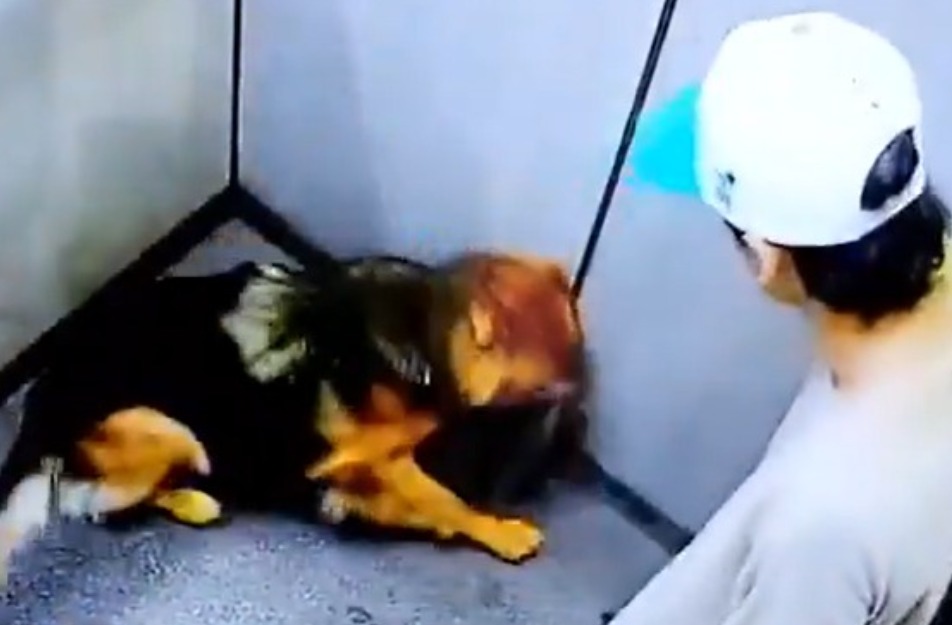 ¿Otra vez? Investigan presunto caso de maltrato animal en urbanización de La Estrella, Antioquia