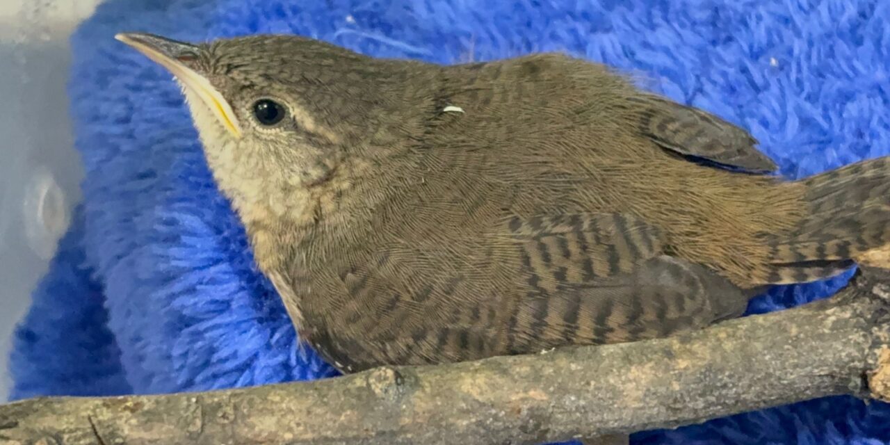 Reportan los primeros animales afectados por pólvora en el Valle de Aburrá