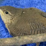 Reportan los primeros animales afectados por pólvora en el Valle de Aburrá