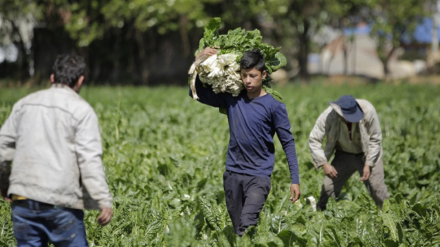 MinAgricultura lanza fondo de $32.000 millones