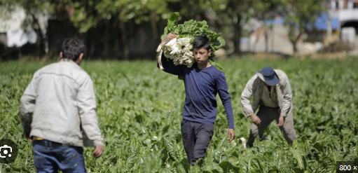 MinAgricultura lanza fondo de $32.000 millones