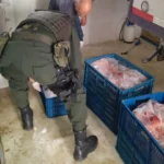 Encuentran 1,8 toneladas de carne tiradas en un potrero de Donmatías