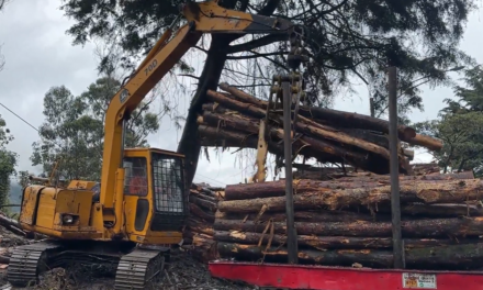 ¡Golpe a la ilegalidad forestal! Corantioquia decomisó más de 37 metros cúbicos de madera