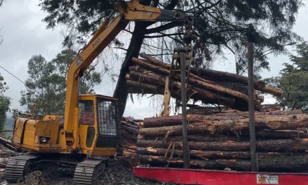¡Golpe a la ilegalidad forestal! Corantioquia decomisó más de 37 metros cúbicos de madera