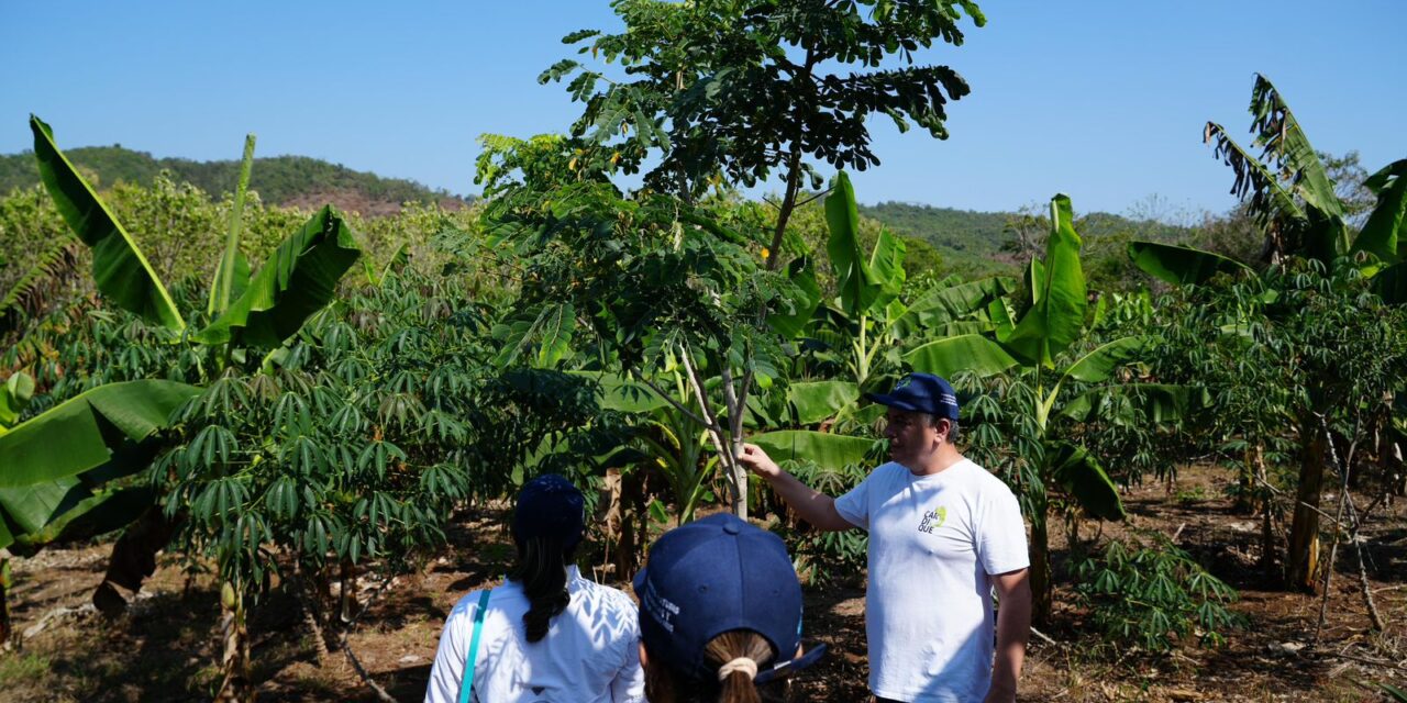 Campesinos de Bolívar transforman tierras degradadas