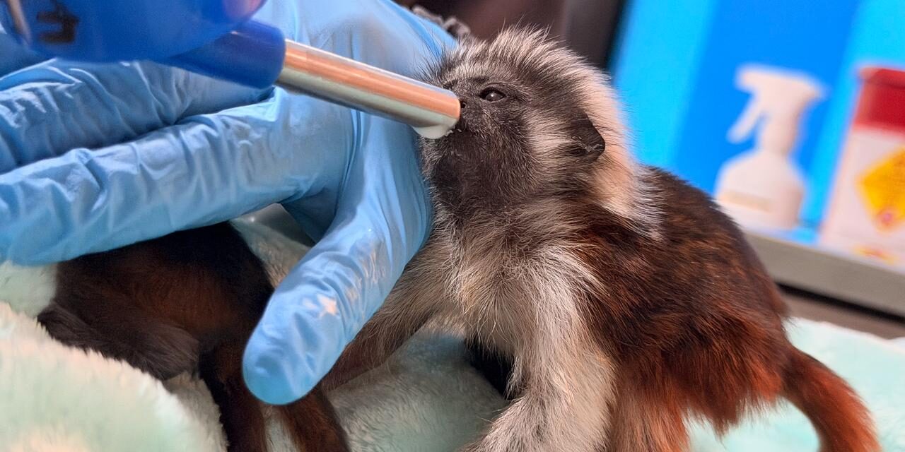 Alerta en el Valle de Aburrá: nuevos casos de tráfico ilegal de tití cabeciblanco
