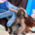 Alerta en el Valle de Aburrá: nuevos casos de tráfico ilegal de tití cabeciblanco