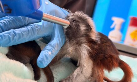 Alerta en el Valle de Aburrá: nuevos casos de tráfico ilegal de tití cabeciblanco